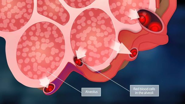 Alveoli y glóbulos rojos. Moléculas de oxígeno se unen a los glóbulos rojos, que viajan de vuelta al corazón. - Foto, Imagen