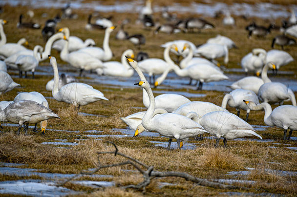 oglądanie ptaków w Tysslingen Szwecja z Whooper Swans - Zdjęcie, obraz