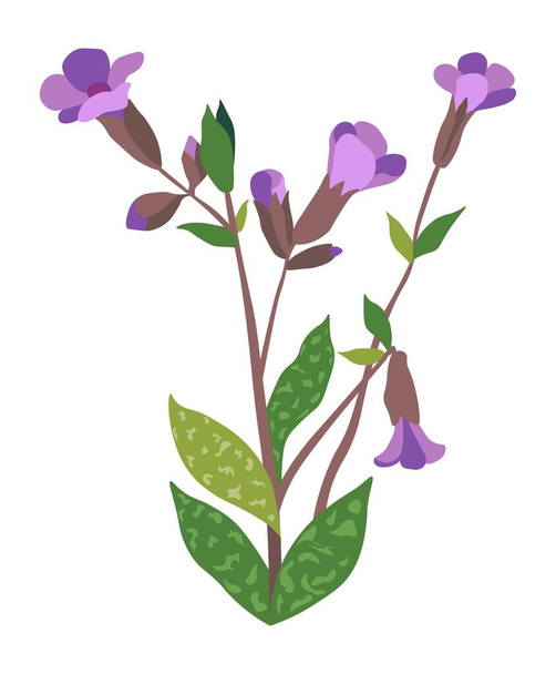Violet wildflowers in blossom, blooming botany - Vektor, kép