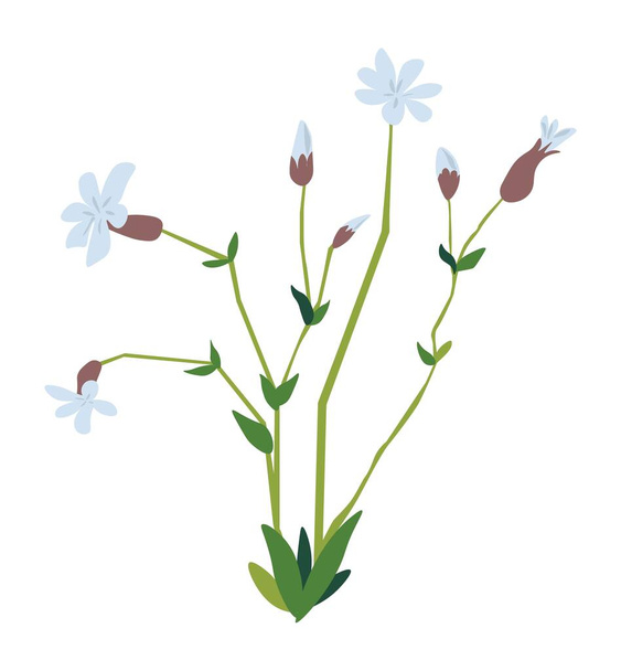 Matthiola flower in blossom, blooming tender flora - Vektor, Bild