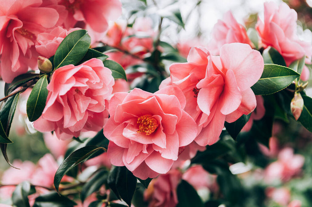 Рожева камелія з квітами - квітами - Фото, зображення