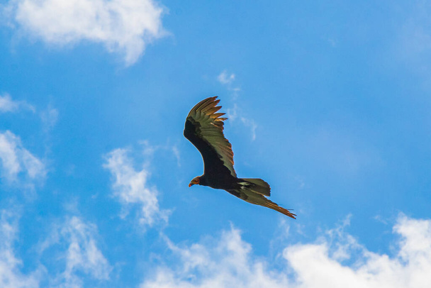 Tropical Black Turkey Vulture Cathartes aura aura flies lonely with blue cloudy sky background in Sian Ka'an National park Muyil Chunyaxche Quintana Roo Mexico. - Фото, изображение