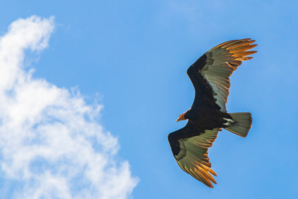 Tropical Black Turkey Vulture Cathartes aura aura flies lonely with blue cloudy sky background in Sian Ka'an National park Muyil Chunyaxche Quintana Roo Mexico. - Fotografie, Obrázek