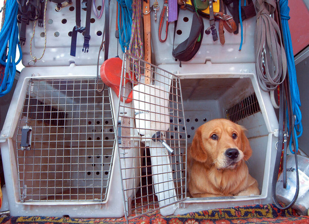 transporting a dog in a transport box in a car - Photo, Image