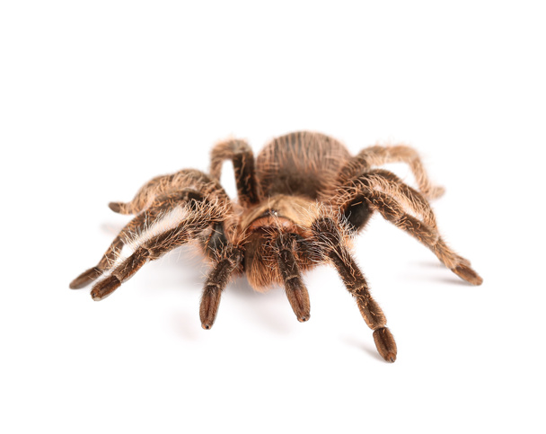 Araña tarántula de miedo sobre fondo blanco - Foto, imagen