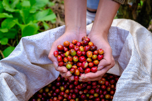 有機原料のチェリーコーヒー豆を手に持つ農家やコーヒーの袋を背景に農地で｜chiang rai Thailand閉じると手に選択的フォーカスコーヒー  - 写真・画像