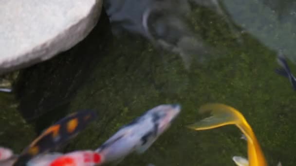 Varios colores y especies de koi criados en estanques de peces profesionales - Metraje, vídeo