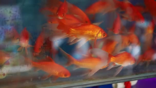 Différentes couleurs et espèces de koï élevés dans des étangs de poissons professionnels - Séquence, vidéo