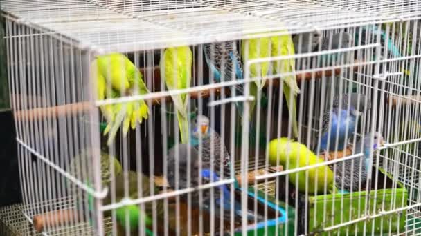 Una gabbia di pappagalli da compagnia verdi in vendita nel mercato dei fiori e degli uccelli - Filmati, video