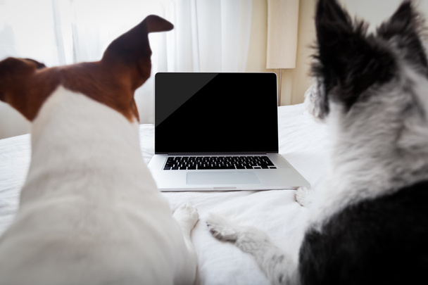 dog laptop - Foto, Imagem