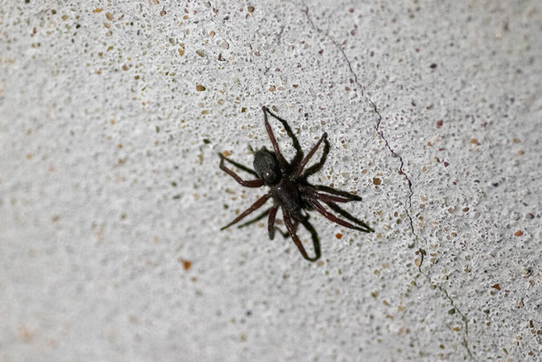una gran araña negra se arrastra a lo largo de una vieja pared gris con una grieta - Foto, Imagen