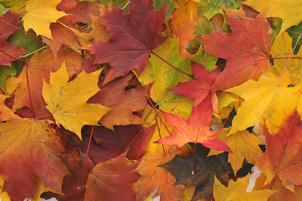 kleur bladeren - Foto, afbeelding