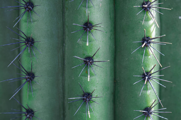 Photography of a green and yellow colored Cactus with large spikes - Foto, Imagen