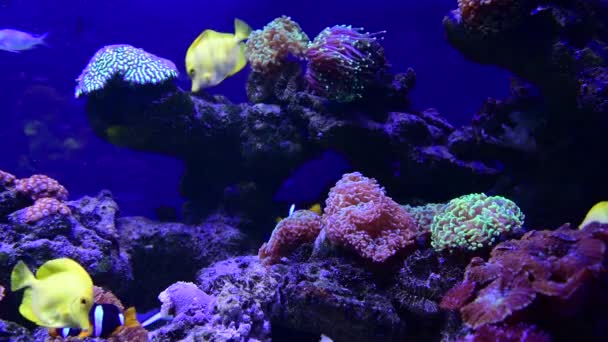 Κοντινό πλάνο 4k βίντεο από αρκετά ωραίες ανεμώνες στο ενυδρείο κοραλλιογενών υφάλων, μακροφύσια, ζώα και θαλάσσια ζωή - Πλάνα, βίντεο