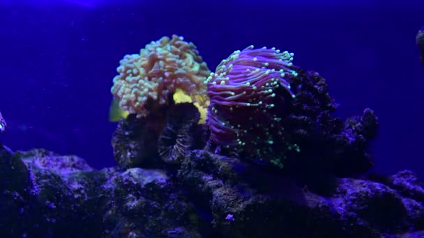 Mercan resif akvaryum balık anemones deniz okyanus suyu 4k video kadar yakın - Video, Çekim