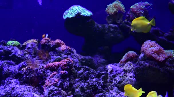 Close up 4k vídeo de anêmonas muito agradáveis no aquário recife de coral do mar, macro natureza, animais e vida marinha - Filmagem, Vídeo
