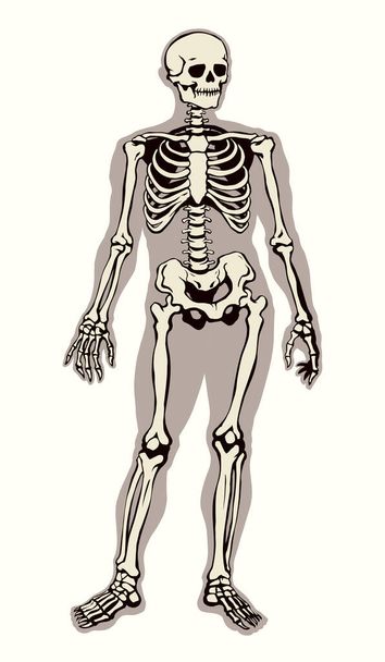 アンティークヘルス大人の男性の図椎骨の繊維要素は、白いテキスト空間に立っている。概要黒描画古い顔部分オルガンオブジェクトのロゴは、レトロな古代美術版画スタイルのフロントビューでスケッチ - ベクター画像