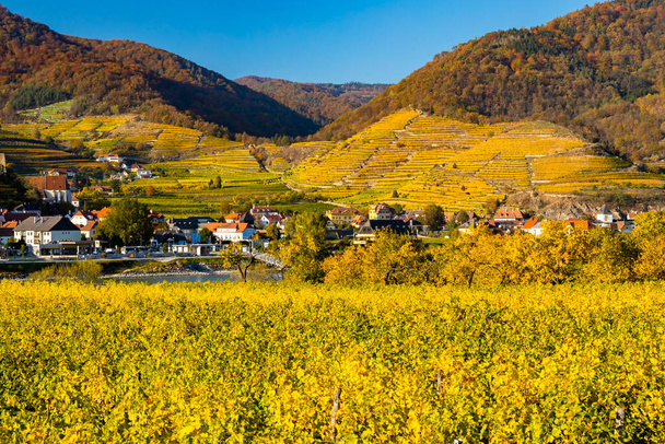 autumn vineyard in Wachau region, Austria - Photo, Image
