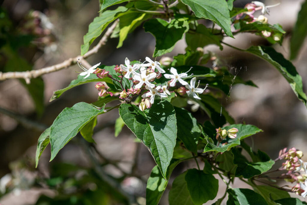 Sluiten van heuvel glorie bower (clerodendrum infortunatum) bloemen in bloei - Foto, afbeelding