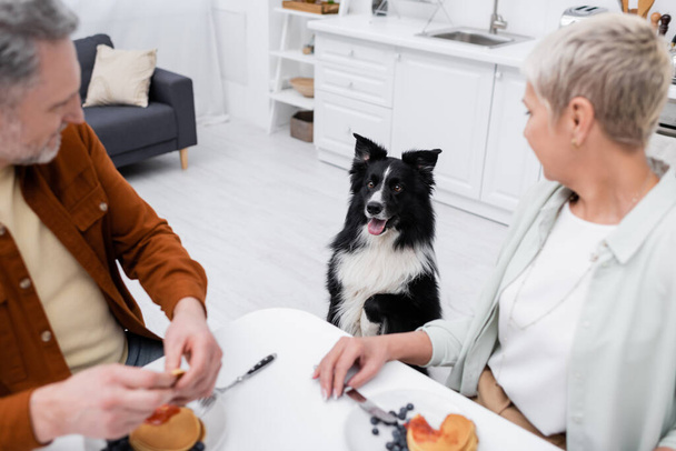 Border collie dog posing near blurred couple and pancakes on table  - Photo, Image