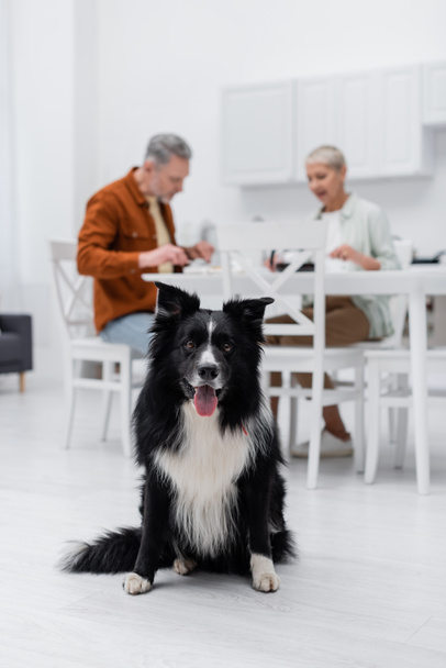 Border collie dog sitting on floor near blurred couple in kitchen  - 写真・画像