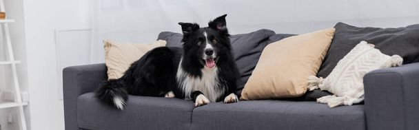 Border collie looking at camera on couch at home, banner  - Foto, afbeelding