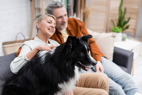 Border collie sitting near blurred couple on couch at home  - Photo, Image