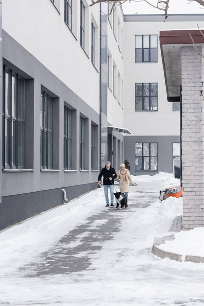 Пара в зимнем наряде, идущая на границе колли на поводке на городской улице  - Фото, изображение