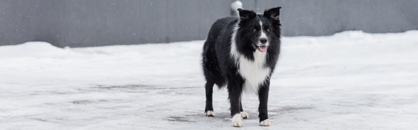 Border collie dog standing on urban street in winter, banner  - Фото, зображення