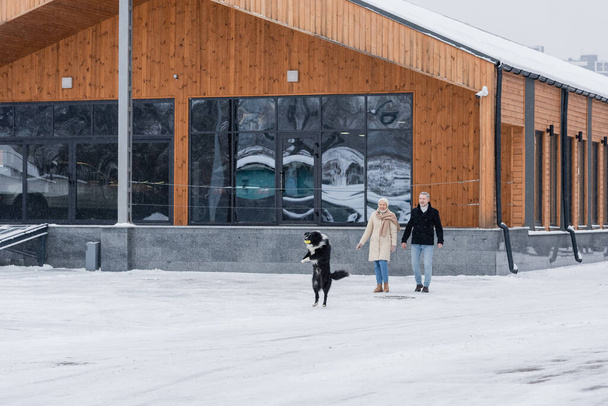 Pozytywne para patrząc na granicy collie gra z piłką w pobliżu budynku na zewnątrz w zimie  - Zdjęcie, obraz
