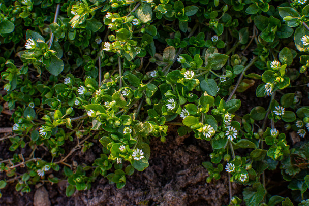 A group of common chickweed with small white blossoms .Common chickweed (Stellaria media) with small white flowers .A group of common chickweed with small white blossoms . - Photo, Image