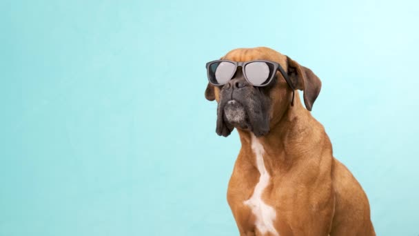 Vtipný boxer pes pózuje se slunečními brýlemi na modrém pozadí. Koncept letních prázdnin - Záběry, video