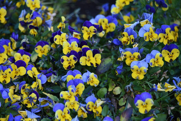  Виола цветы. Виоловые ежегодные растения. Цветет с октября по май и называется "Королева клумб" из-за своих красивых лепестков. - Фото, изображение
