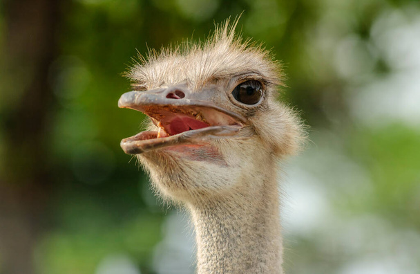 Ostrich head on the backdrop with blurred foliage. - Photo, Image