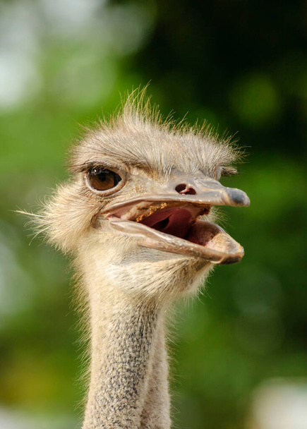 Ostrich head on the backdrop with blurred foliage. - Foto, Imagen