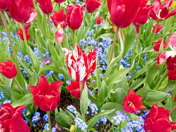 Piros tulipán a virágágyáson rózsaszín díszvirágokkal - Fotó, kép