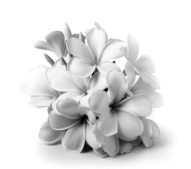 Tropische bloemen frangipani (plumeria) zwart en wit geïsoleerd  - Foto, afbeelding