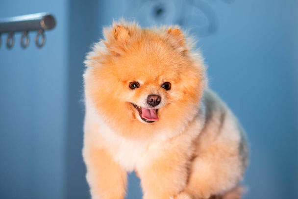 Pequeño lindo cachorro de pomerania - Foto, Imagen