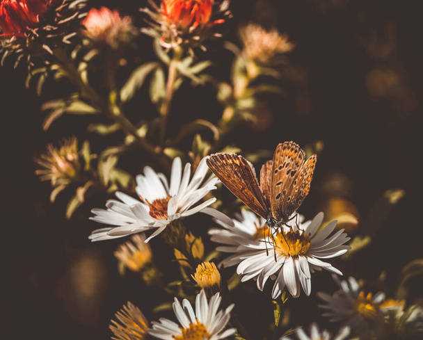 комаха строкатий метелик сидить на шпалерах квітів
 - Фото, зображення