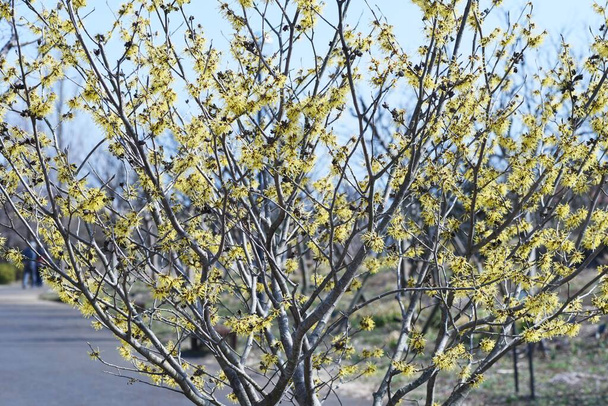 Fleurs d'hamamélis japonais (Hamalis japponica). Hamamelidaceae arbuste caduc. De février à mars, des fleurs jaunes allongées en forme de ficelle fleurissent avant les feuilles. - Photo, image