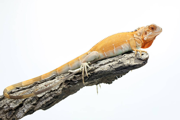 Un'iguana rossa (Iguana iguana) con una posa elegante - Foto, immagini