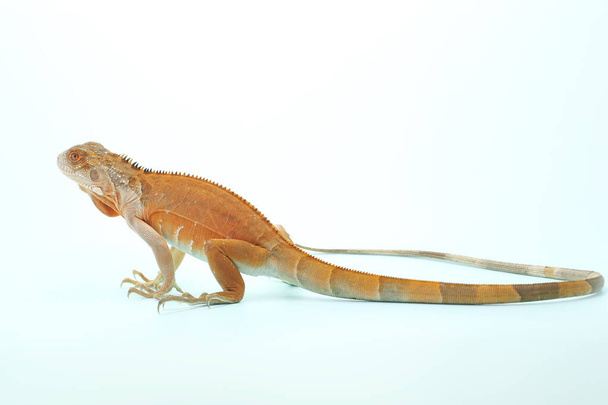 Un'iguana rossa (Iguana iguana) con una posa elegante - Foto, immagini
