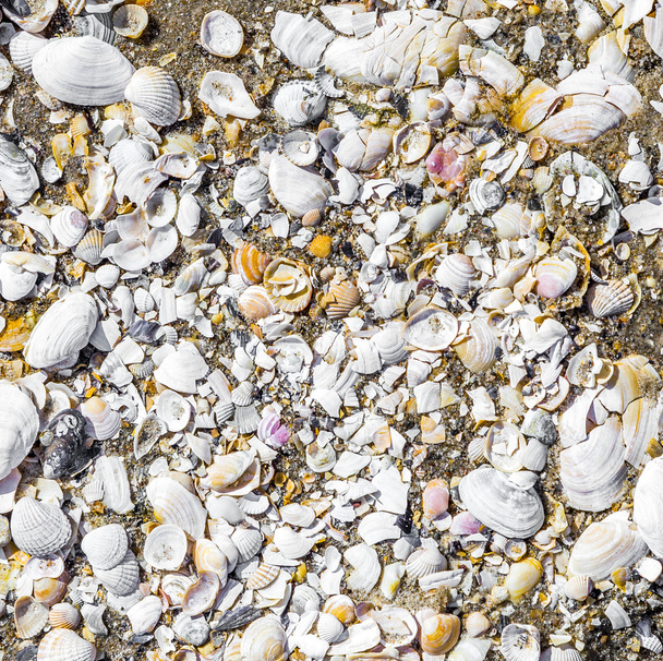 pattern of shells in the water at the sandy beach  - Foto, Imagen