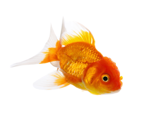 Zlaté ryby izolované na bílém pozadí - Fotografie, Obrázek