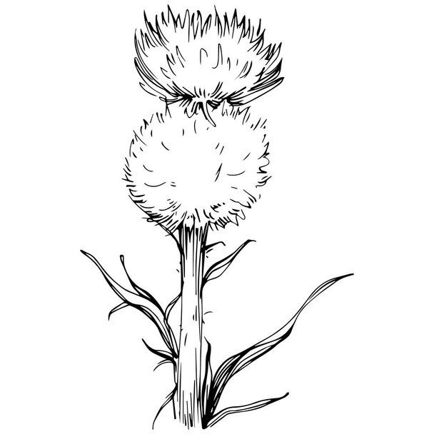Thistle flower by hand drawing. Black and white clip art isolated. - Vetor, Imagem