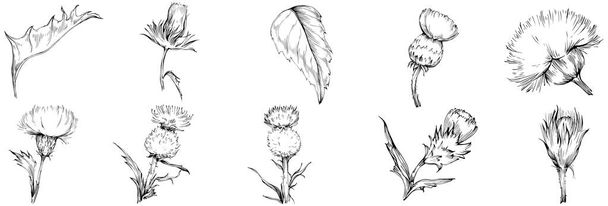 Thistle flower by hand drawing. Black and white clip art isolated. - Vektori, kuva