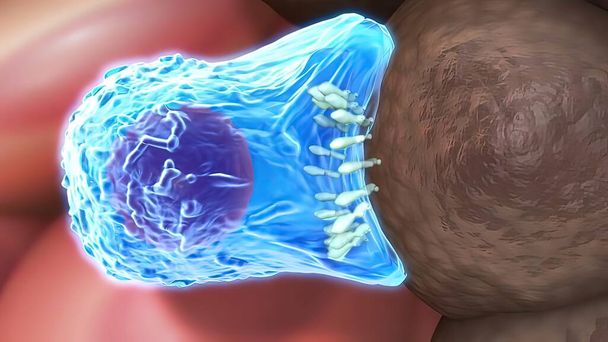 3D медицинская иллюстрация цитотоксичные Т-клетки и Т-клетки-помощники разрушают связанную со стрессом молекулу - Фото, изображение