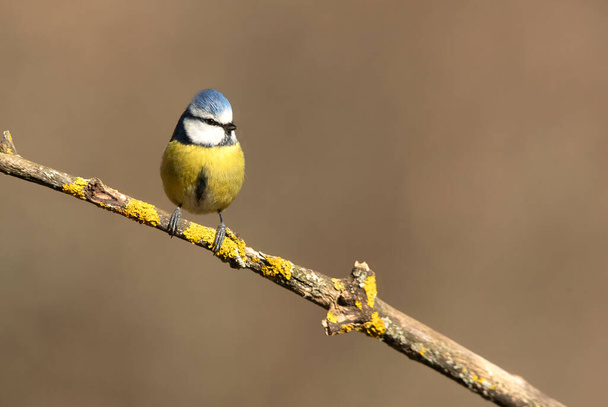 Blue tit with the first light of the morning in an oak forest on a cold and cloudy winter morning - Foto, Imagen