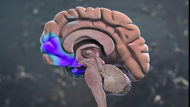 Brain parts 3d Medical Anatomy - Photo, Image