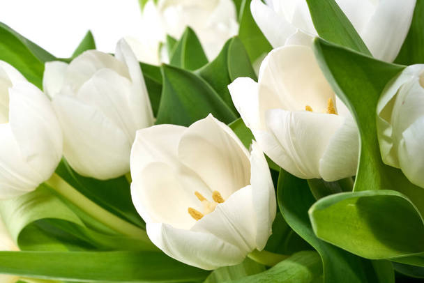 изолированные белые тюльпаны
 - Фото, изображение